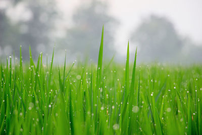 Close-up of wet grass on field