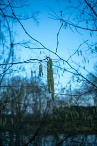 Close-up of insect on branch against sky