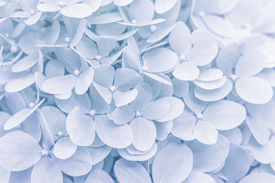 petal