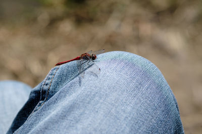 Close-up of insect