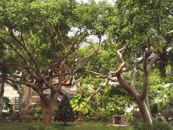 View of tree trunk