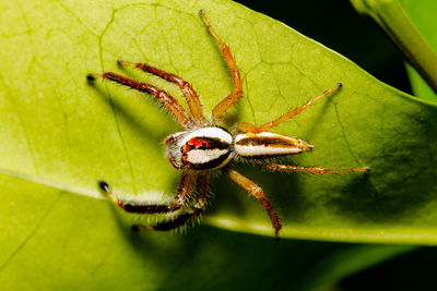 Close-up of spider on plant