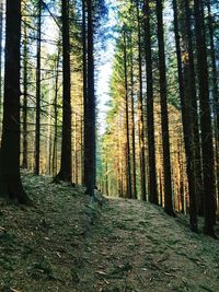 Trees growing in forest