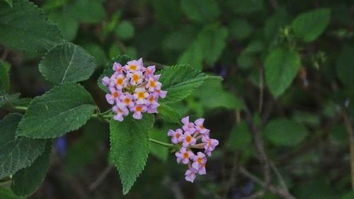 Close-up of pink flowers blooming outdoors