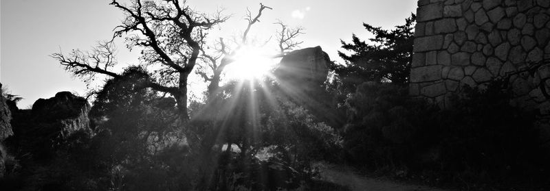 Sunlight streaming through silhouette trees against sky