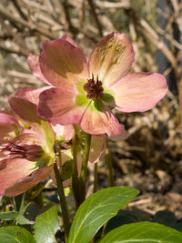 Close-up of pink flowering plant