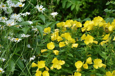 Close-up of yellow flowering plants on field