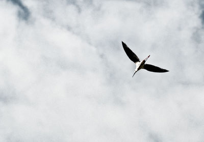 Low angle view of a bird flying