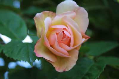 Close up beautiful delicate rose single bloom scented historic flower growing  organic garden summer