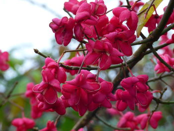 Close-up of pink flowers on tree