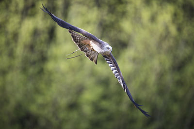 Close-up of eagle flying against blurred background