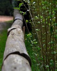 Close-up of tree trunk in forest