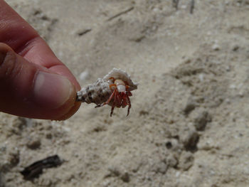 Close-up of hand holding crab on sand at beach