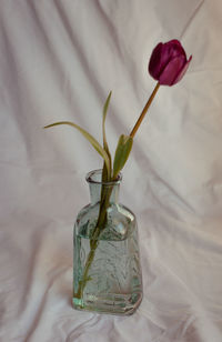 Close-up of flower in vase on table