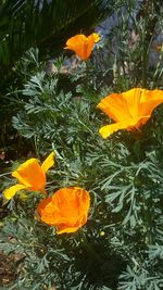 Close-up of yellow flower