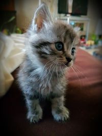 Close-up of cat at home