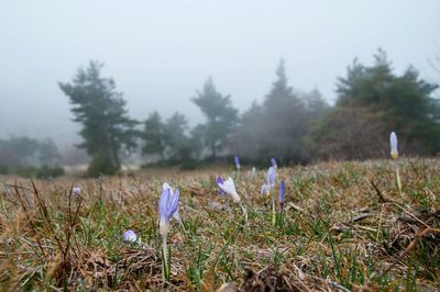 Close-up of crocus on field against sky