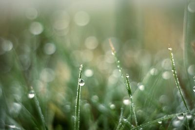 Close-up of raindrops on grass