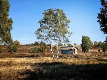 Trees on field against sky