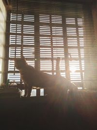 View of a dog