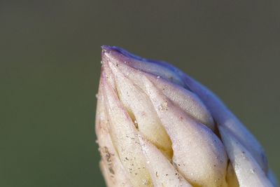 Close-up of plant