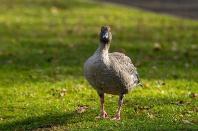 Portrait of goose on grassy field