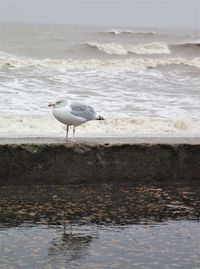 Seagull perching on beach