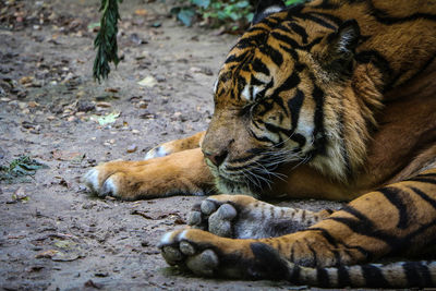 High angle view of a cat lying on land