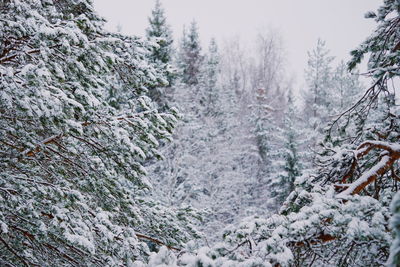 Snow covered trees in forest