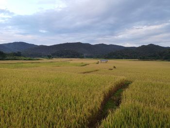 Scenic view of agricultural field against sky