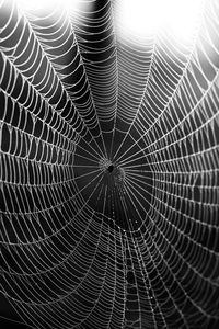 Full frame shot of spider web