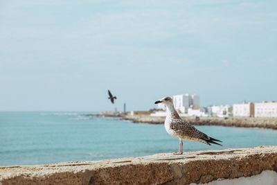 Seagull perching on retaining wall by sea against sky