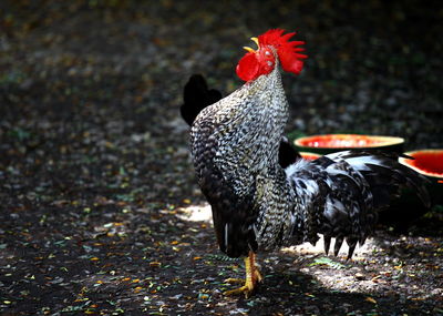 Close-up of rooster