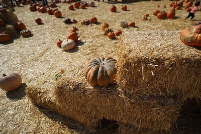 High angle view of pumpkins on field