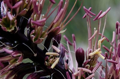 View of magenta flowers