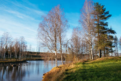 Bare trees by calm lake against blue sky