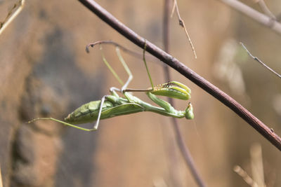 Close-up of insect on plant