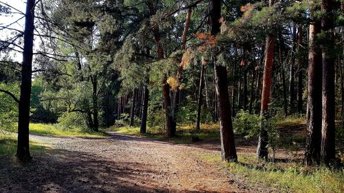 Trees growing in forest