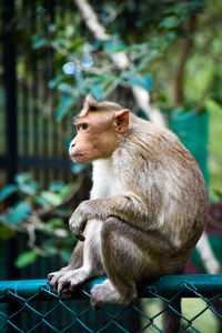 Close-up of monkey sitting on fence