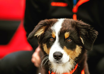 Close-up portrait of dog at home