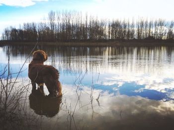 Calm lake with trees in background