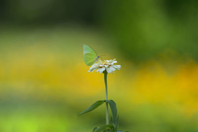 Close-up of butterfly pollinating on flower