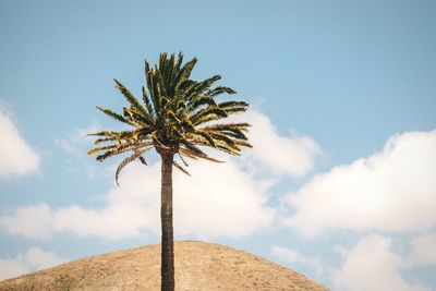 Low angle view of palm trees against blue sky