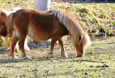 Horses in a field