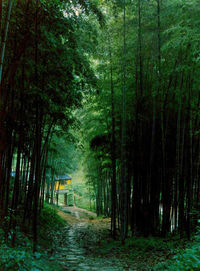 Temple in bamboo trees