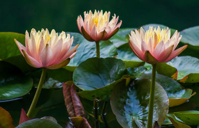 Close-up of pink water lily