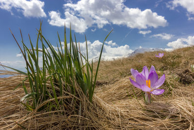 Close-up of crocus blooming on field against sky