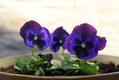 Close-up of purple flowering plant