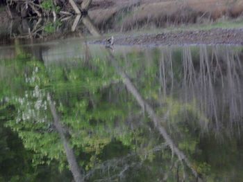 Reflection of trees in lake