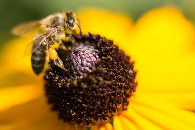 Close-up of insect on flower